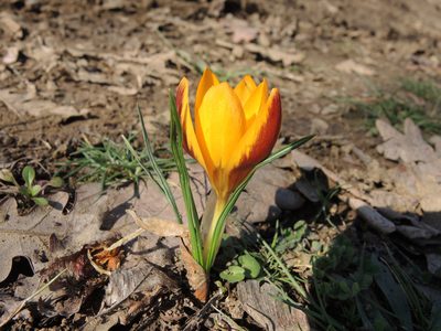 Crocus flavus, photographed by katunchik