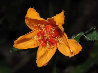 Loasa acanthifolia, photographed by Nicolás Lavandero