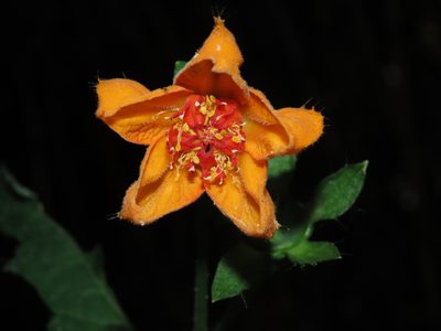 Loasa acanthifolia, photographed by Nicolás Lavandero