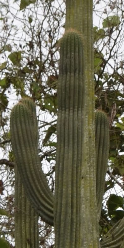 Browningia microsperma, photographed by Zac Peterson