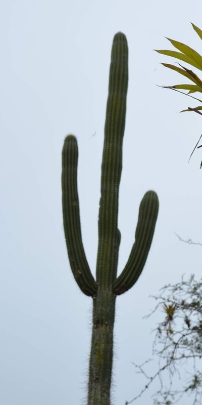 Browningia microsperma, photographed by Zac Peterson