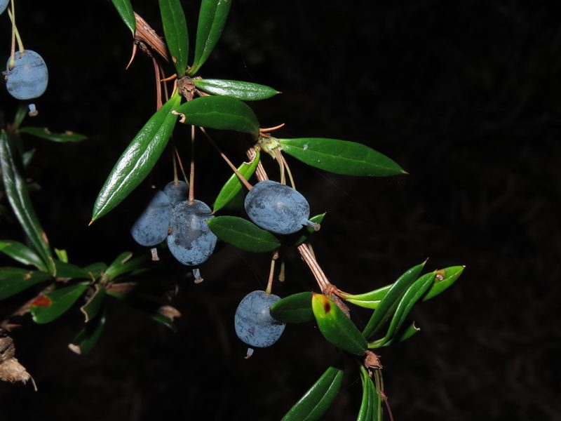 Berberis trigona, photographed by Nicolás Lavandero