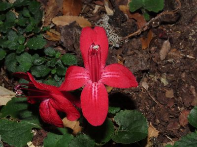 Asteranthera ovata, photographed by Nicolás Lavandero