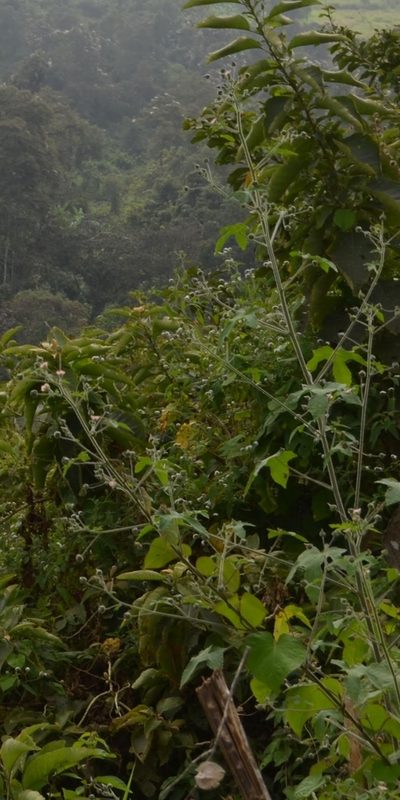 Sida palmata, photographed by Zac Peterson
