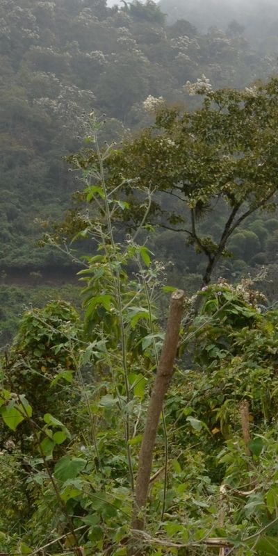Sida palmata, photographed by Zac Peterson