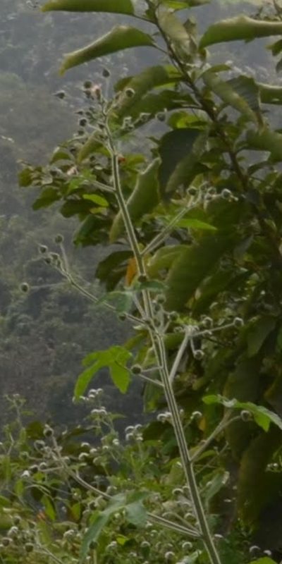 Sida palmata, photographed by Zac Peterson