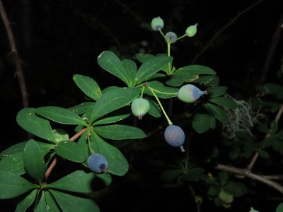Berberis montana, photographed by Nicolás Lavandero