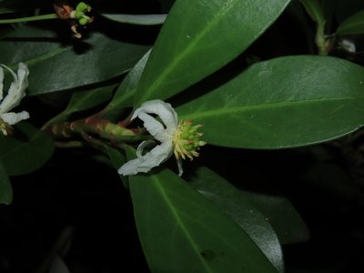 Drimys andina, photographed by Nicolás Lavandero