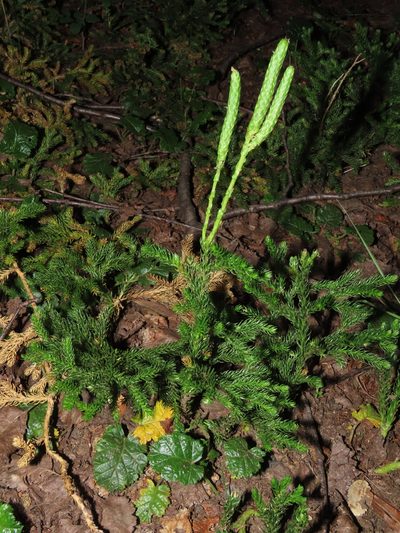 Austrolycopodium magellanicum, photographed by Nicolás Lavandero
