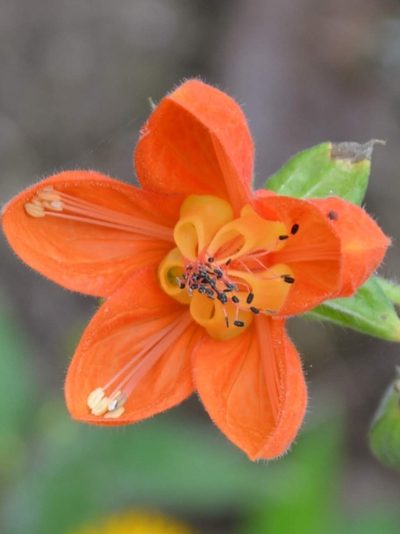 Nasa olmosiana, photographed by Zac Peterson
