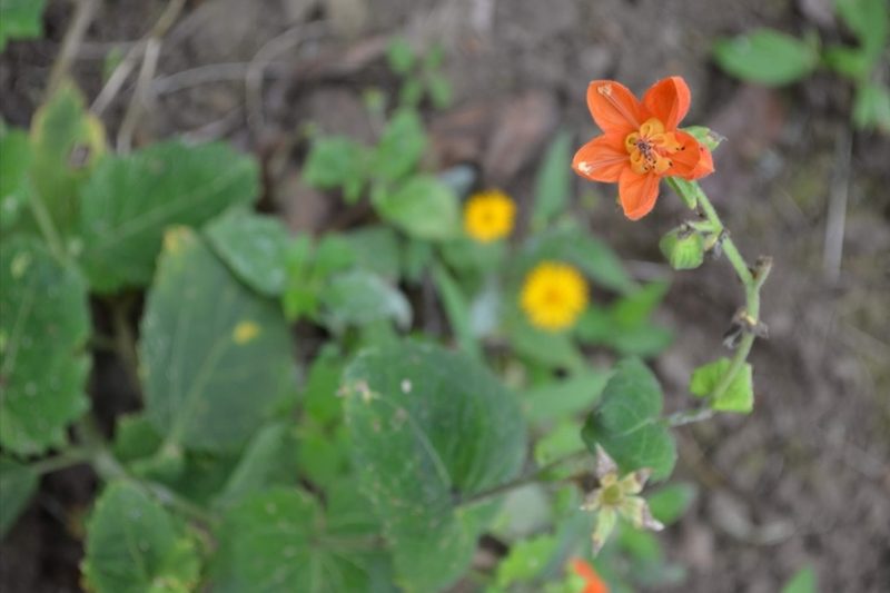Nasa olmosiana, photographed by Zac Peterson