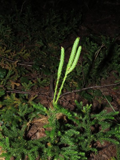 Austrolycopodium magellanicum, photographed by Nicolás Lavandero