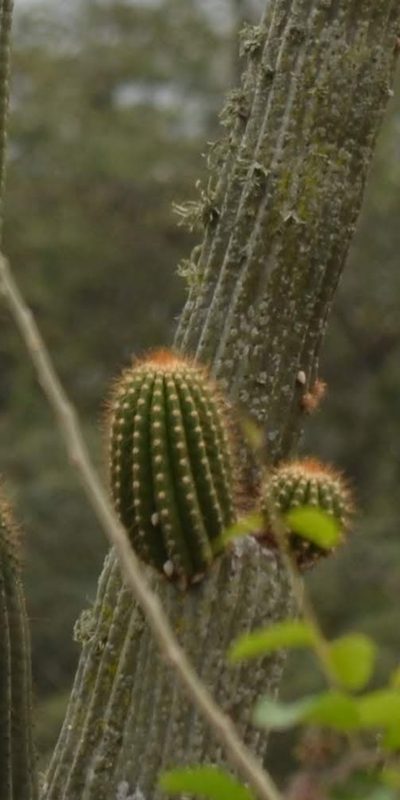 Browningia microsperma, photographed by Zac Peterson