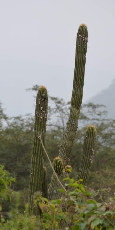 Browningia microsperma, photographed by Zac Peterson
