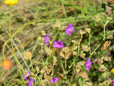 Mirabilis ovata, photographed by Guillermo Debandi