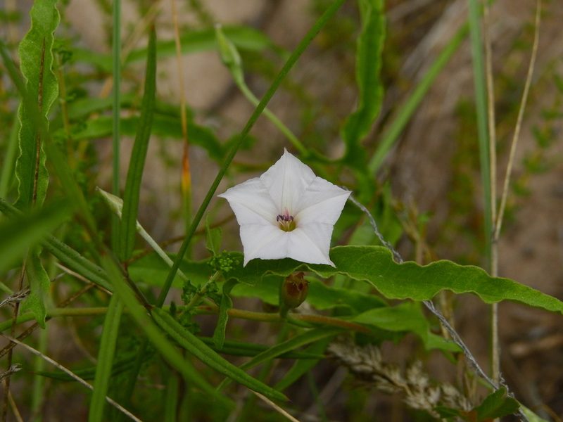Convolvulus bonariensis, photographed by Guillermo Debandi