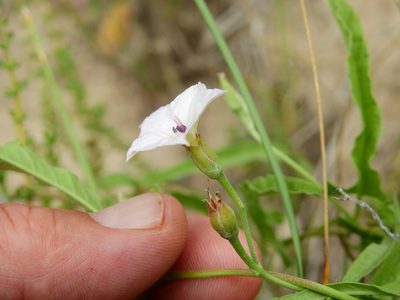 Convolvulus bonariensis, photographed by Guillermo Debandi