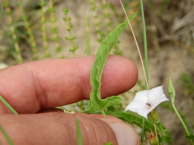 Convolvulus bonariensis, photographed by Guillermo Debandi