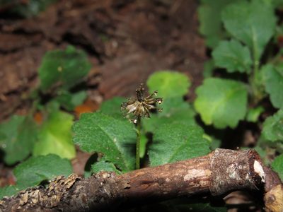 Lagenophora hariotii