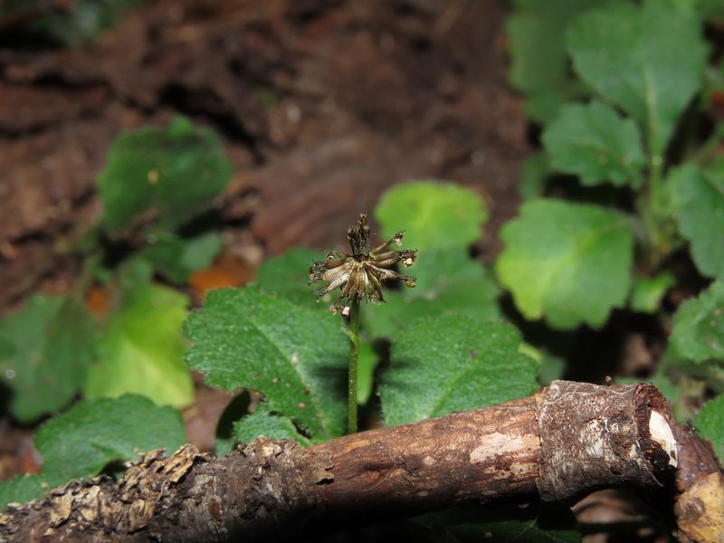 Lagenophora hariotii, photographed by Nicolás Lavandero