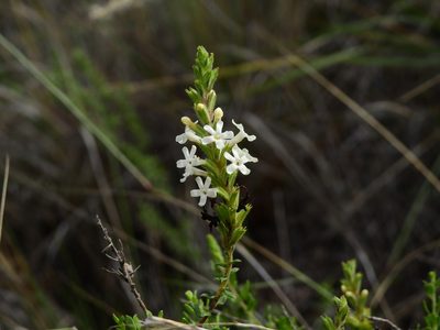 Mulguraea aspera, photographed by Guillermo Debandi