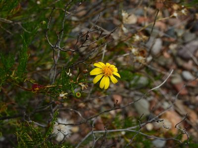 Senecio subulatus, photographed by Guillermo Debandi