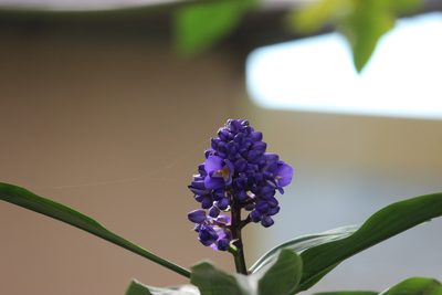 Dichorisandra thyrsiflora, photographed by Ruth Gutiérrez Oliveros