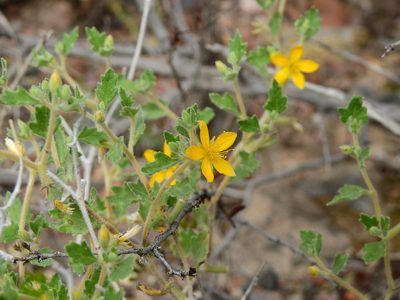 Mentzelia parvifolia, photographed by Guillermo Debandi