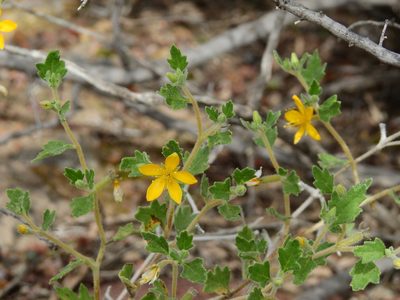 Mentzelia parvifolia, photographed by Guillermo Debandi