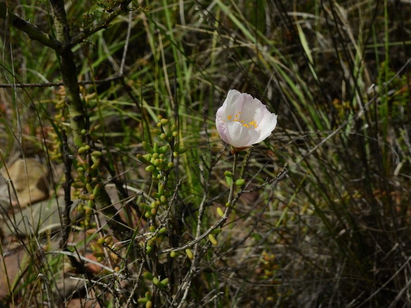 Grahamia bracteata, photographed by Guillermo Debandi