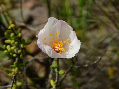 Grahamia bracteata, photographed by Guillermo Debandi