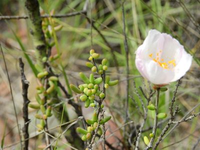 Grahamia bracteata, photographed by Guillermo Debandi