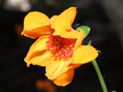 Loasa acanthifolia, photographed by Nicolás Lavandero