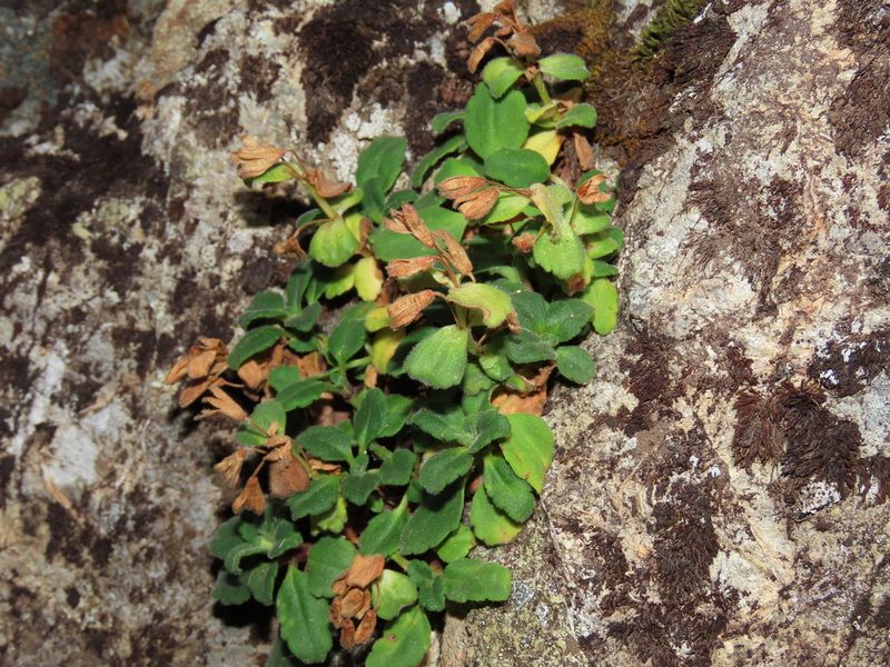 Ourisia fragrans, photographed by Nicolás Lavandero