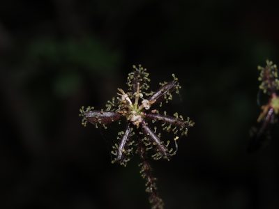 Adenocaulon chilense, photographed by Nicolás Lavandero