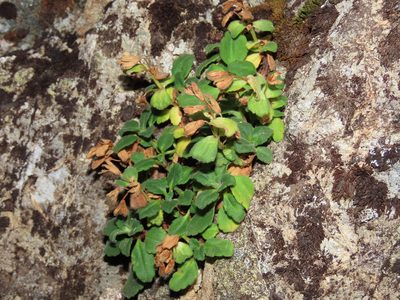 Ourisia fragrans, photographed by Nicolás Lavandero
