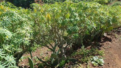 Euphorbia lamarckii, photographed by Georg E