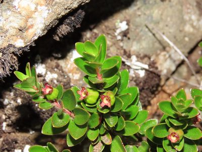 Myrteola nummularia, photographed by Nicolás Lavandero