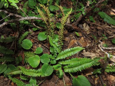Austroblechnum microphyllum, photographed by Nicolás Lavandero