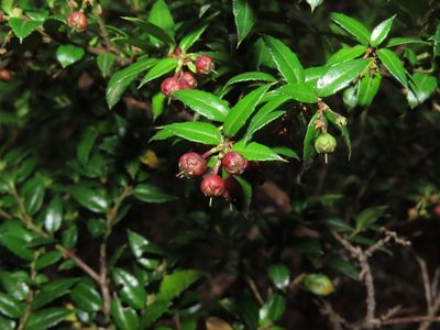 Gaultheria phillyreifolia, photographed by Nicolás Lavandero