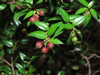 Gaultheria phillyreifolia, photographed by Nicolás Lavandero