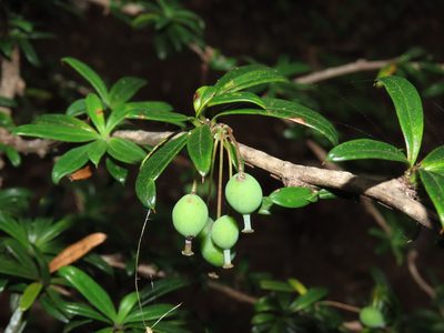 Berberis trigona, photographed by Nicolás Lavandero