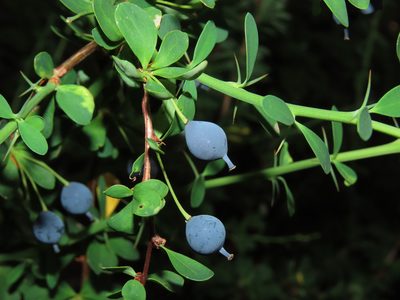 Berberis montana, photographed by Nicolás Lavandero