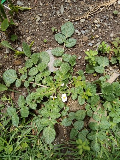 Solanum acaule, photographed by Alfredo F. Fuentes Claros