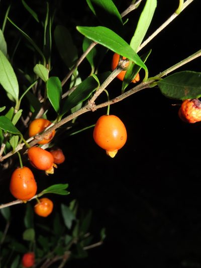 Myrceugenia chrysocarpa, photographed by Nicolás Lavandero