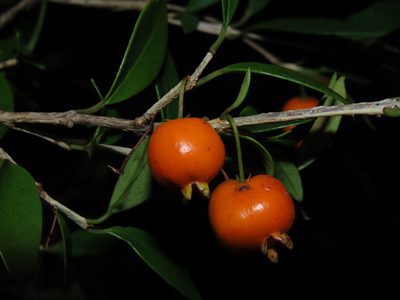Myrceugenia chrysocarpa, photographed by Nicolás Lavandero