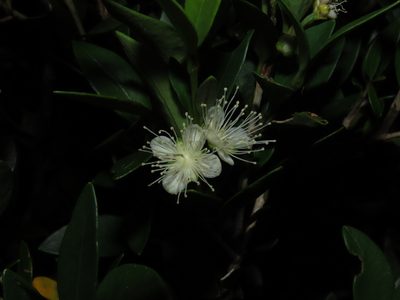 Myrceugenia chrysocarpa, photographed by Nicolás Lavandero