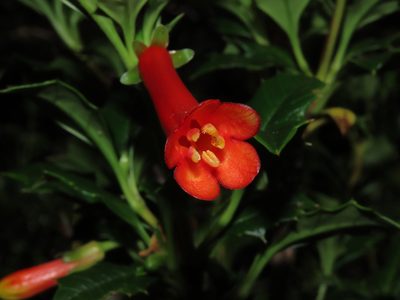 Desfontainia fulgens, photographed by Nicolás Lavandero