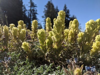 Castilleja arachnoidea, photographed by Edward Cope