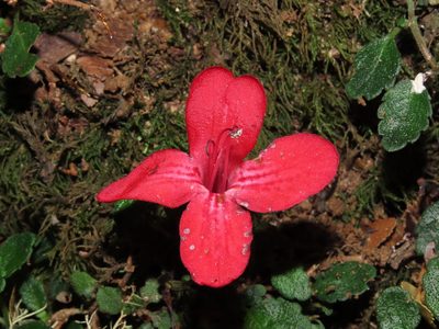 Asteranthera ovata, photographed by Nicolás Lavandero